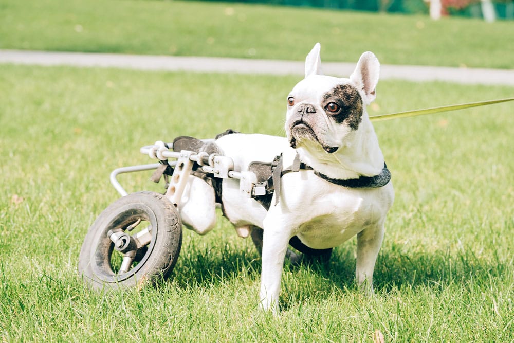 Dog using a mobility cart to support movement and improve quality of life.