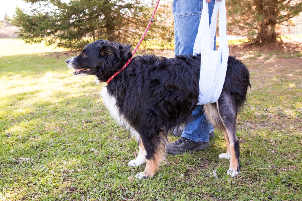 Veterinary post-surgery care for a dog recovering after surgery
