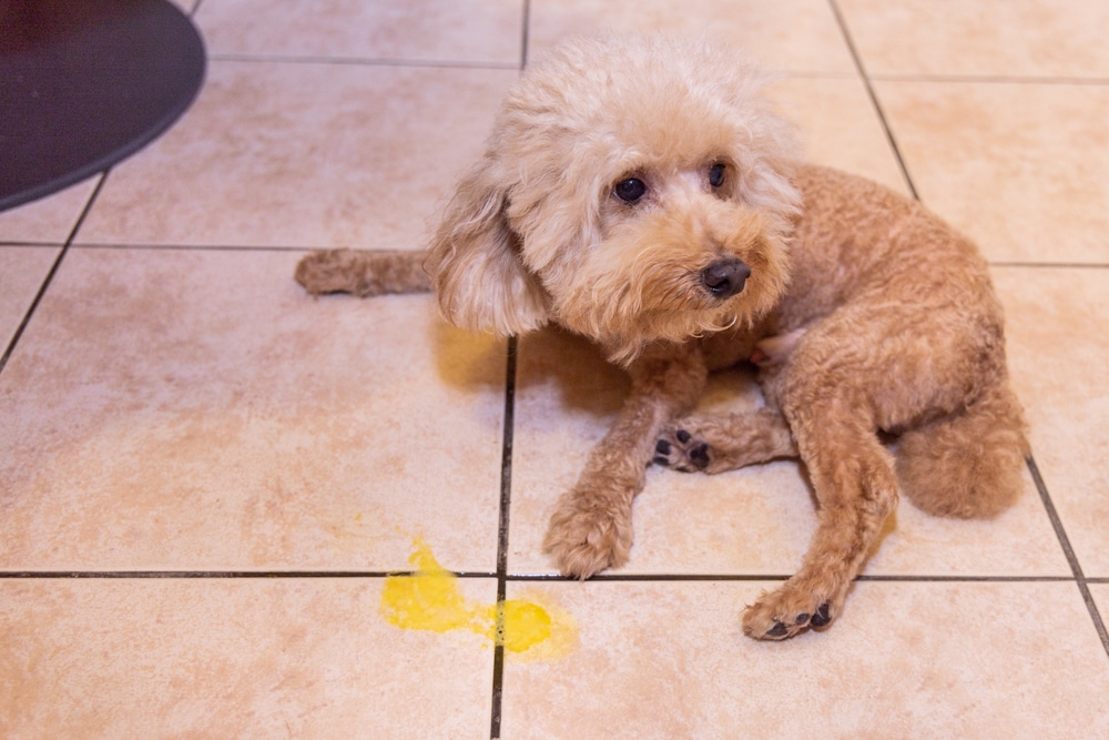 A small, tan, fluffy dog sits on a tiled floor next to a patch of yellow liquid or vomit.