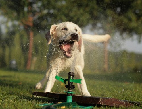 7 Ways to Help Your Pet Beat the Heat