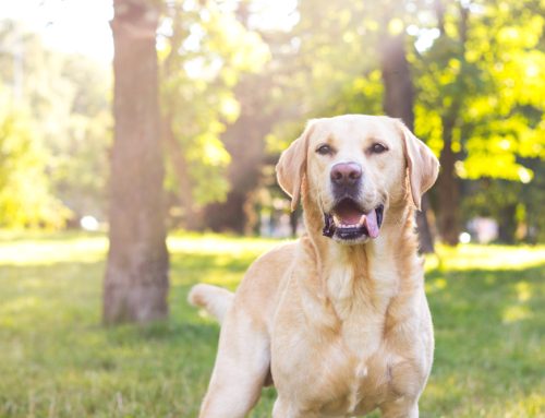 Why Regular Wellness Screening Is Important for Your Pet