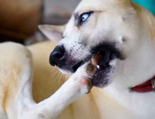 5 Conditions That Make Your Pet Itch