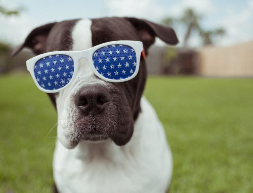Celebrate Good Pets: July Fourth Safety