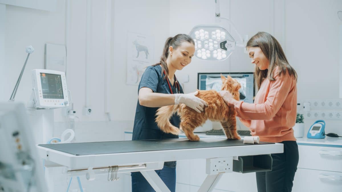 Early Detection of Chronic Kidney Disease in Pets | Sspet