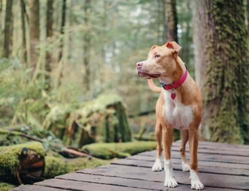 Protecting Your Pet From Wild Animal Encounters