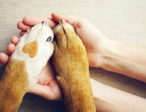 In Safe Hands: The Benefits of Veterinary Boarding and Grooming