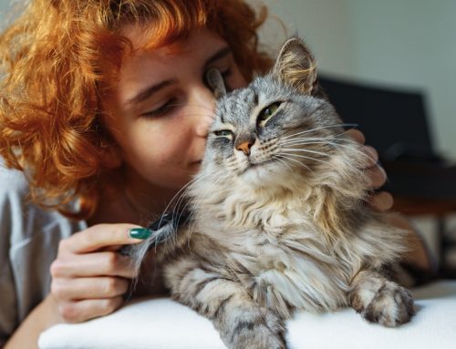 Purr-fectly Content: 6 Steps to a Happy Cat