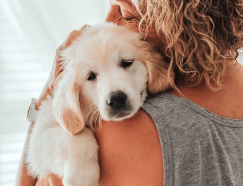 Simplifying Pet Care: Pro Techniques for Stress-Free Medication