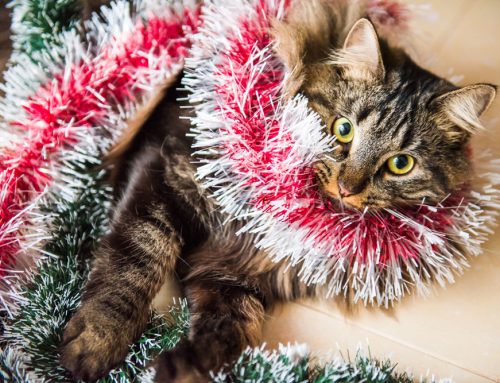 Keep the Jingle in Your Pet’s Step: Holiday Safety Tips