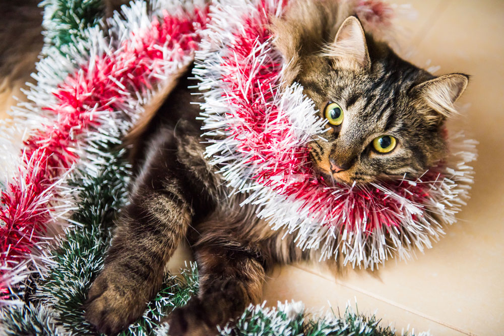 Keep The Jingle In Your Pet S Step Holiday Safety Tips