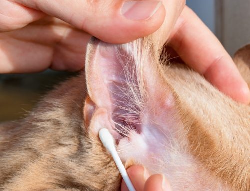 What Is Happening To My Dog’s Ear?! Understanding and Treating Aural Hematomas
