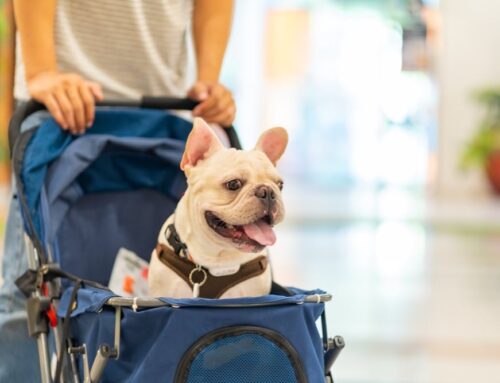 Diseases Your Pet Could Pick Up While Traveling