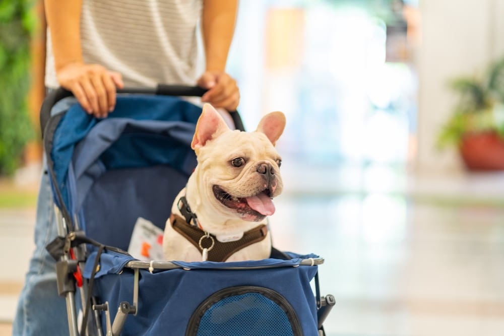A French bulldog sits in a blue pet stroller with its tongue out, while a person stands behind and pushes the stroller indoors.