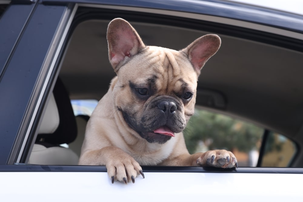 Traveling with pets and keeping dogs comfortable in cars