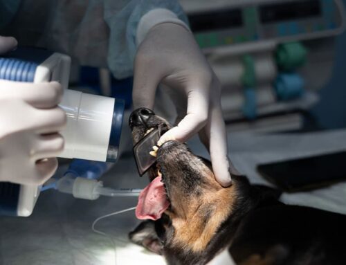 Dental X-Rays: What They Reveal About Your Pet’s Health
