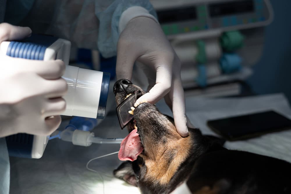 Veterinarian taking a dental X-ray of a dog's open mouth with a portable X-ray unit.