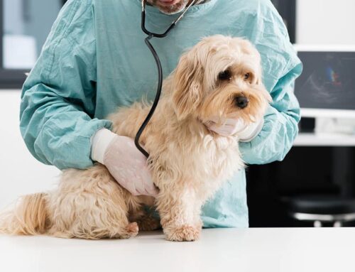 Cardiac Medications Explained: Pimobendan, Diuretics, ACE-Inhibitors