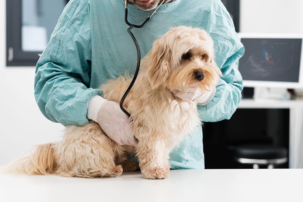 A small, fluffy tan dog sitting on an examination table while a veterinarian in green scrubs listens to its heartbeat with a stethoscope.