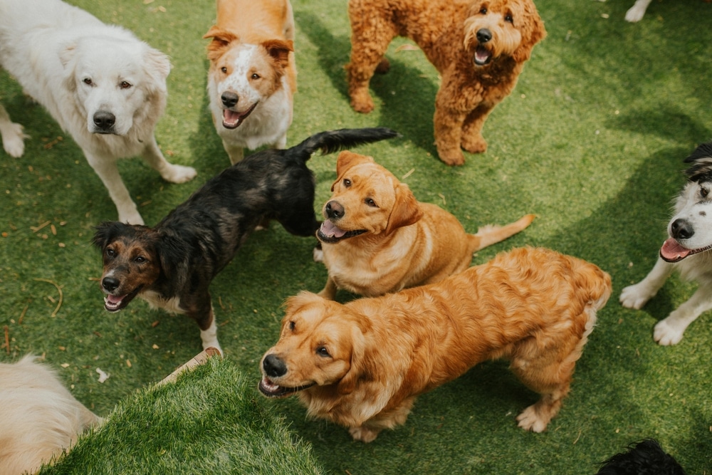 Dogs socializing and playing together during supervised doggy daycare playtime