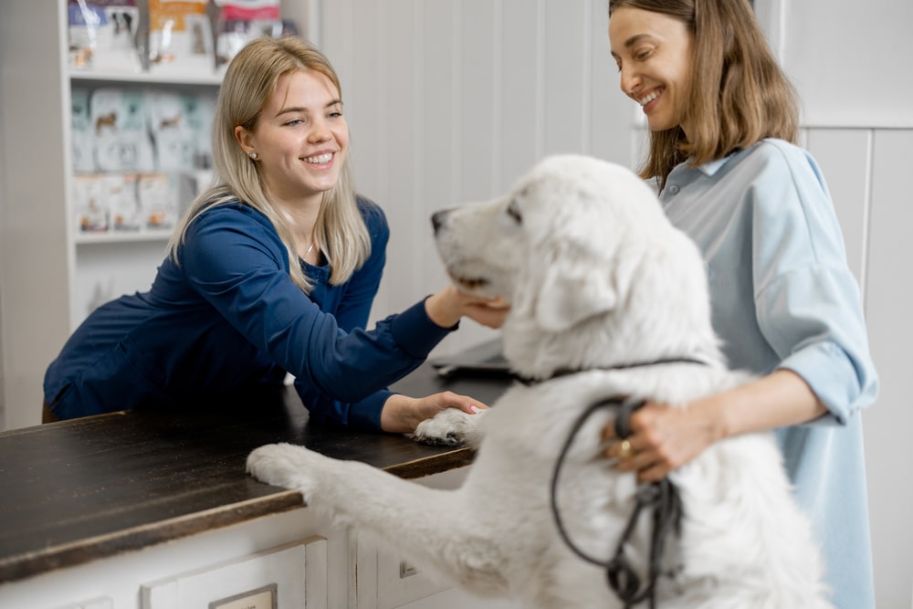 Veterinarian consulting with a dog owner during a dog health examination at a veterinary clinic