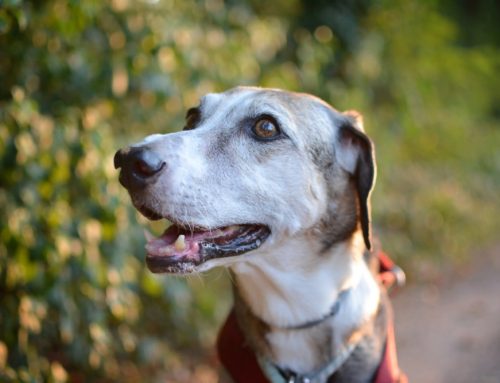 Can Chiropractic Care Help My Dog or Cat Feel Better?