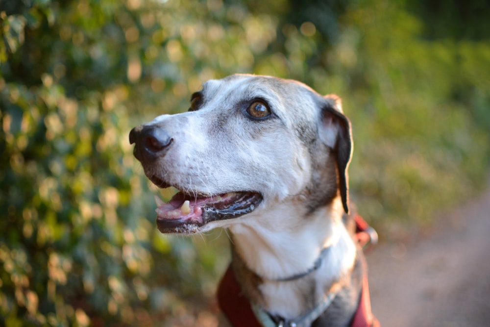 Older dog enjoying time outdoors, highlighting senior pet wellness, age-related health monitoring, preventive care, and quality of life for aging dogs.