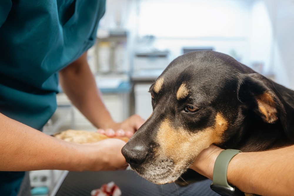Dog undergoing a veterinary diagnostic evaluation, highlighting illness detection, physical examinations, diagnostic testing, and personalized treatment planning.