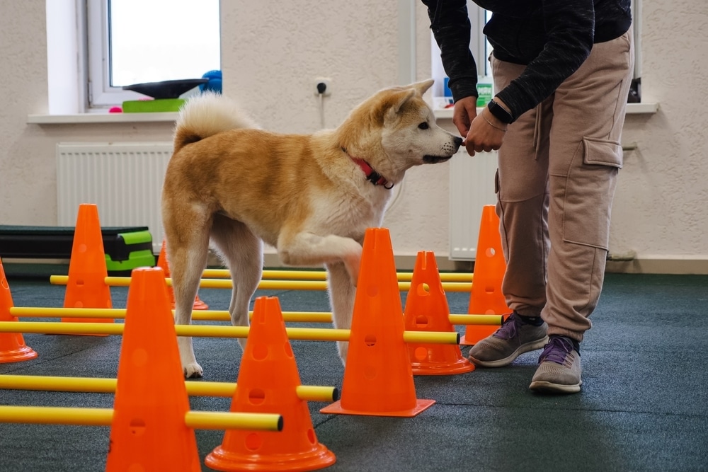 Dog receiving a therapeutic physiotherapy massage as part of post-surgical rehabilitation and recovery.