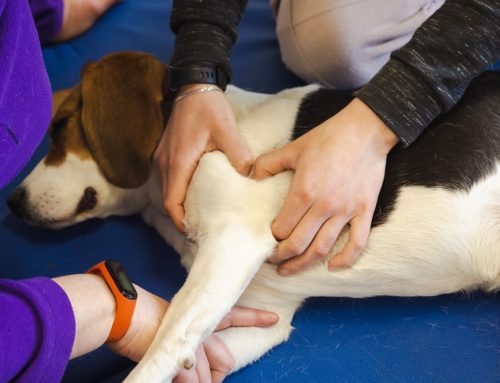 Can Integrative Therapies Help Your Pet Heal Faster After Surgery?