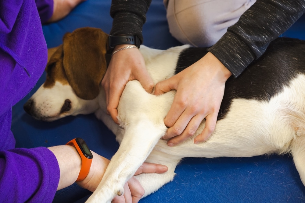Dog receiving a therapeutic physiotherapy massage to support mobility and recovery.