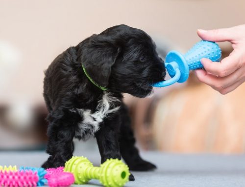 Is That Toy or Chew Actually Safe for Your Dog?