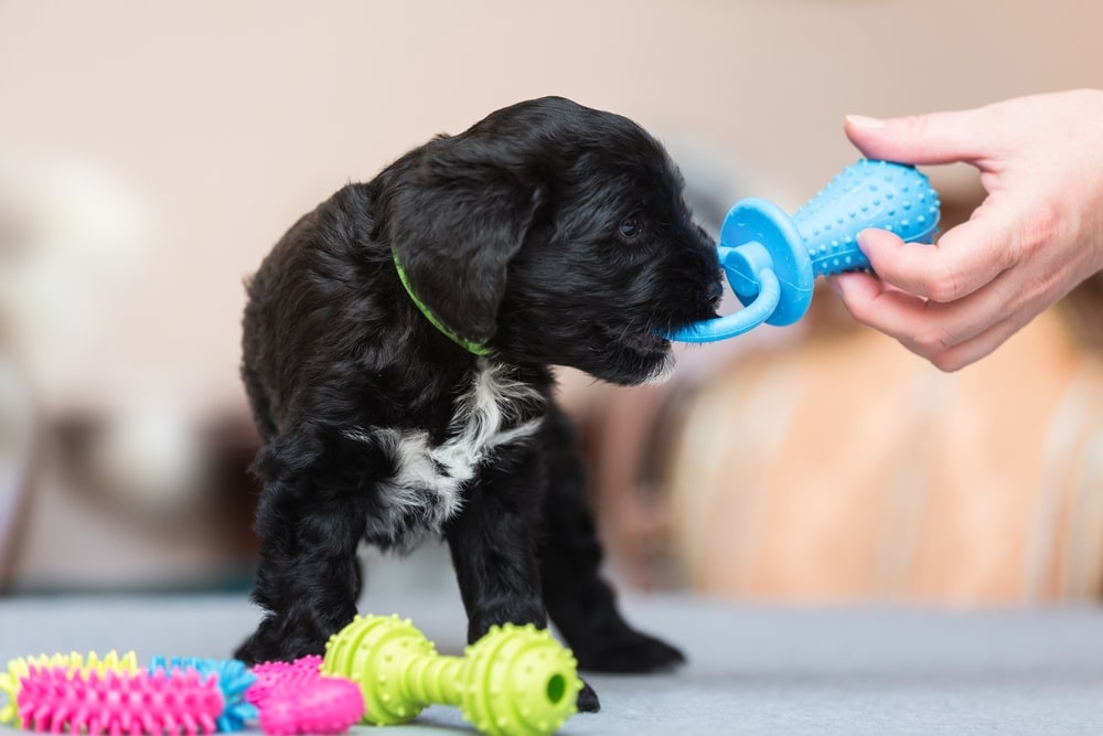 Tibetan Terrier puppy playing with a blue toy indoors.