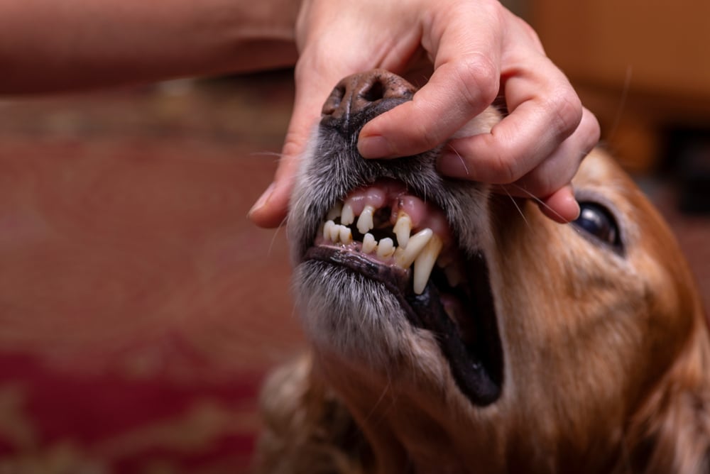 Spaniel dog with a missing tooth showing signs of a recent tooth loss.