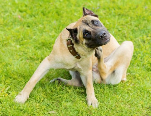 Do You Know What Your Pet Is Allergic To?