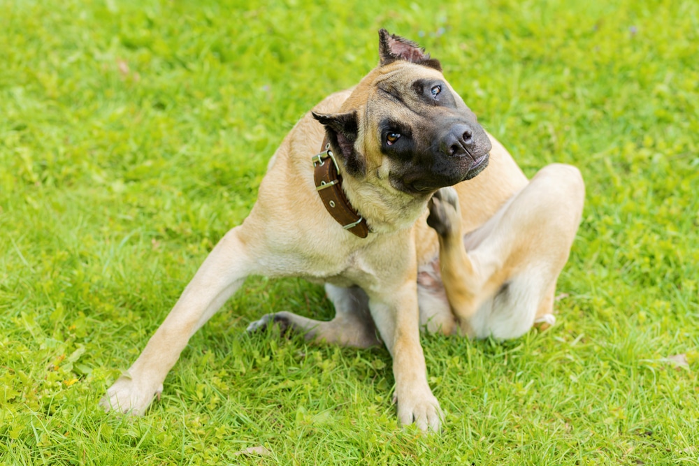 Young Cane Corso dog scratching its skin due to irritation or itching.