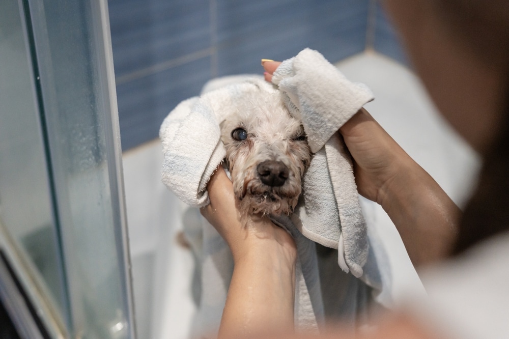 Poodle being gently dried with a towel after a bath or grooming session.